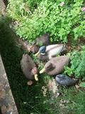 Several duck decoys