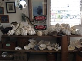 Variety of large whole clam shells