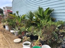 Swap meet area with variety of large potted plants, palms, succulents