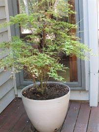 Potted Japanese Maple.