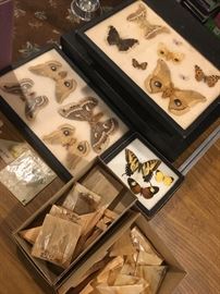 1950's butterfly collection 