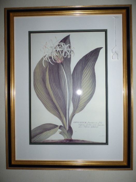 One of a pair of framed botanical prints