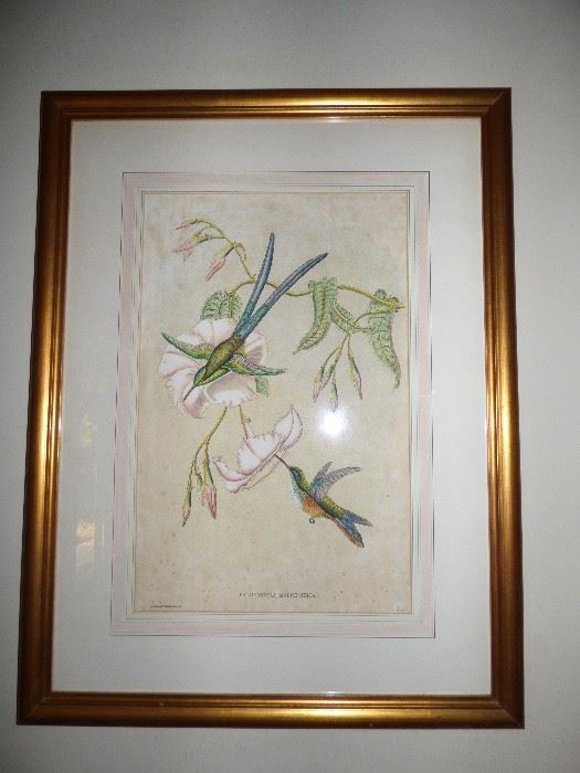 Gould hummingbird framed print