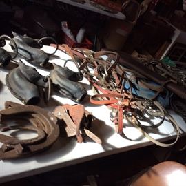 TAC GALORE and those are antique cast iron horse head tie ups