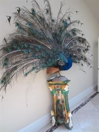 Full sized real peacock
