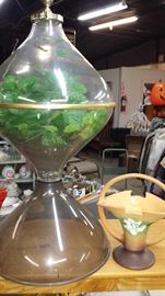 Bubble tulip plastic terrarium. Much pottery-Roseville