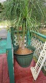 Large Pony Tail Palm