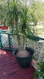 Large Pony Tail Palms