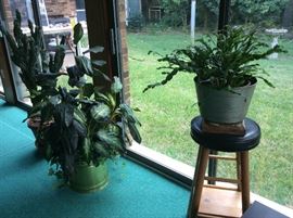 House plants