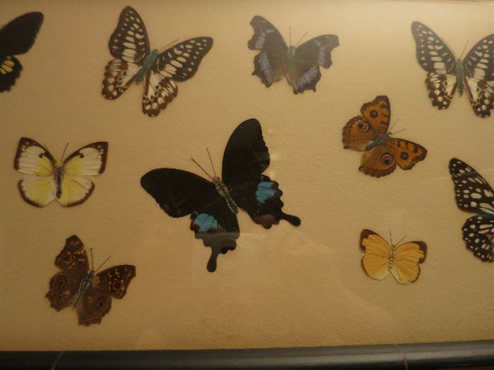 Closer Look Of The Pressed Butterflies