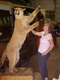 Large mounted Mountain Lion.