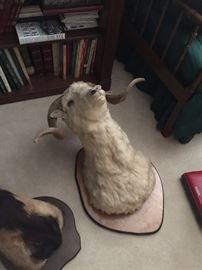 Taxidermy - Bighorn sheep mounted