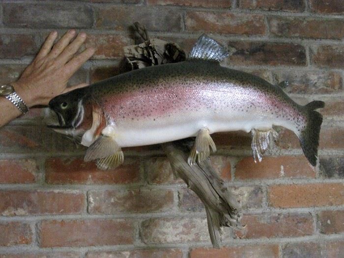 21" Rainbow Trout Mounted on A Tree Branch	