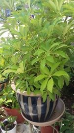 LARGE COLLECTION OF LARGE, HEALTHY PLANTS.