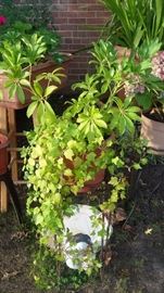 LARGE COLLECTION OF LARGE, HEALTHY PLANTS.