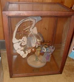 Hausmann Model of the brain.