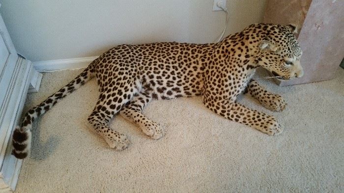 Taxidermy leopard