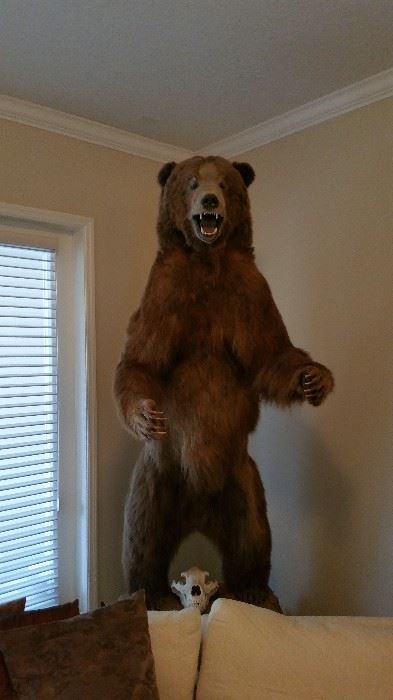 Seven foot brown grizzly.  