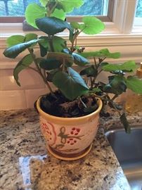 PLANT $5.00 **BUY IT NOW PAYPAL** LOT#
