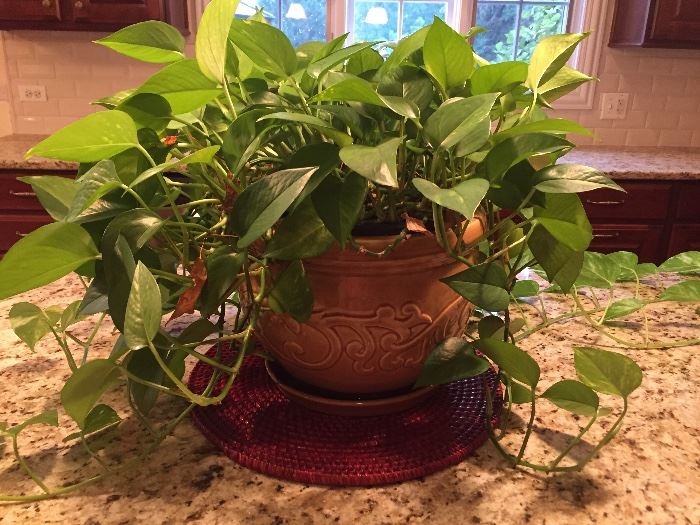 Sold---Plant $10.00 **BUY IT NOW PAYPAL** LOT#