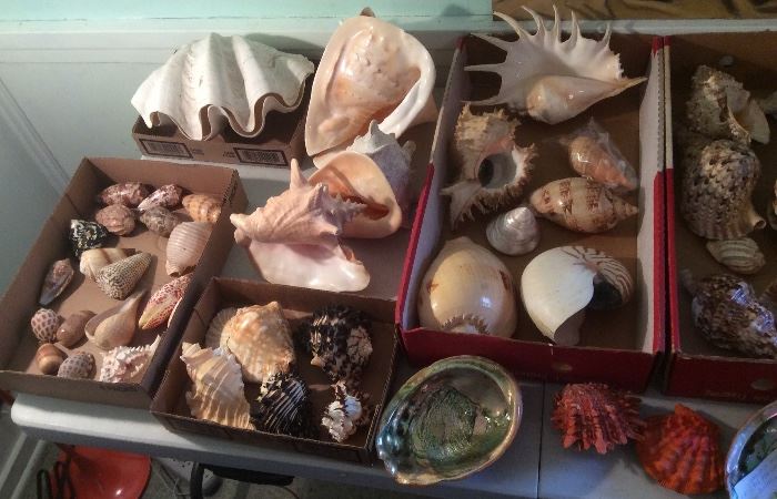 Just some of the MANY sea shells - the owner collected for years. Also books about shells (not shown)