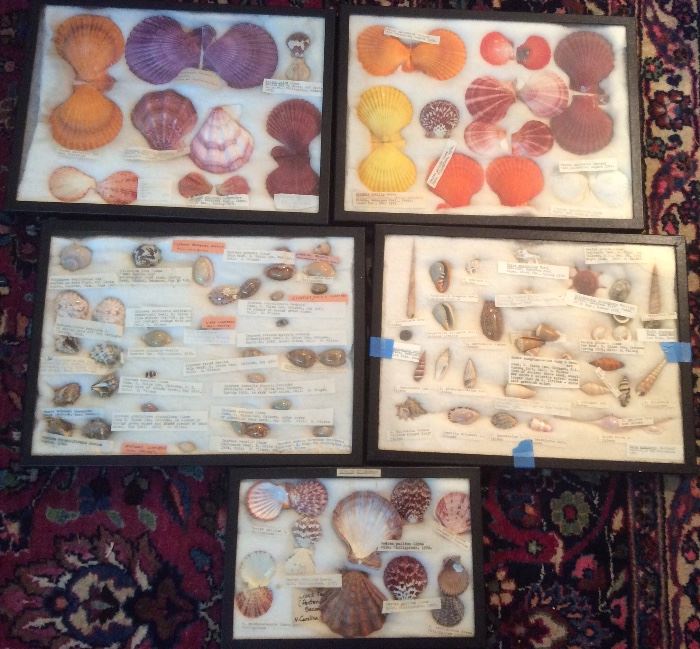 More shells (each display box sold as a set)