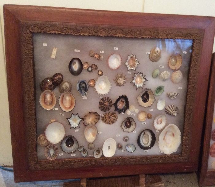 Limpet shell collection in antique shadow box