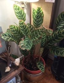 Large prayer plant + pair of antlers with 1945 Wash. Game Dept. tag (this is just one of several house plants)