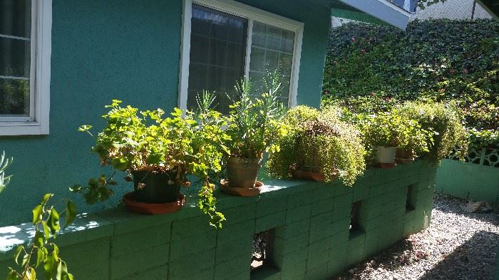 Potted plants All around the yard