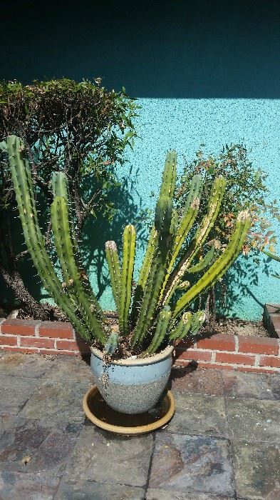 4ft tall cactus