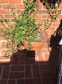 Pots for plants - terra cotta