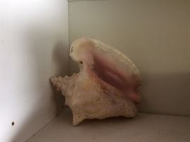 conch shell