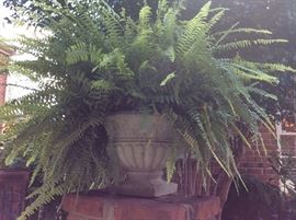Fern with URN!!!!!
