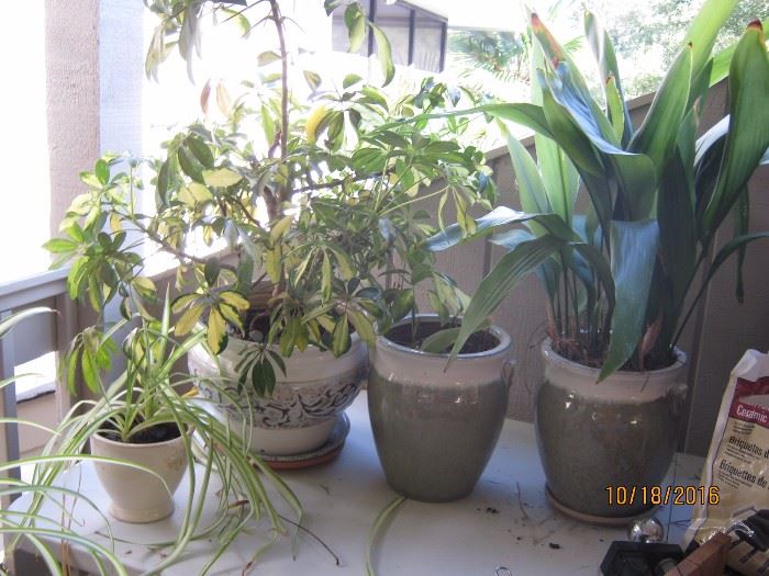 decorative pots and plants