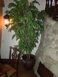 43.  Dozens of pots, silk plants/trees and flowers -  Asking $35 - $395