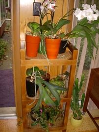 Orchids and other plants