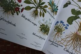 The Besler Florilegium: Plants of the Four Seasons

Very big, very heavy and in excellect condition. Published by Abrams. Printed in Italy. Copyright 1987.
English translation Copyright 1989. Covers plants from all four seasons, trees and shrubs etc. Beautifully detailed illustration. Comes with hardcover sleeve. 