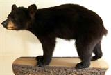 Full Mounted Black Bear Taxidermy Mount