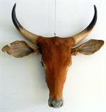 Bull Head w/ Horns Taxidermy Mount