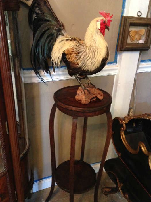 Rooster Taxidermy and Oak Stand