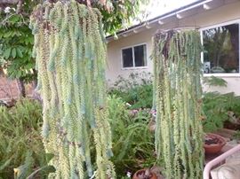 Two hanging Donkey Tail Plants