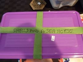 Shells and a seahorse