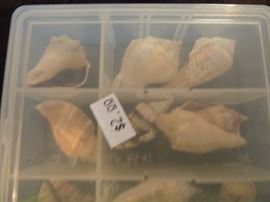 sea shells