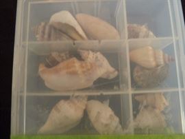 sea shells