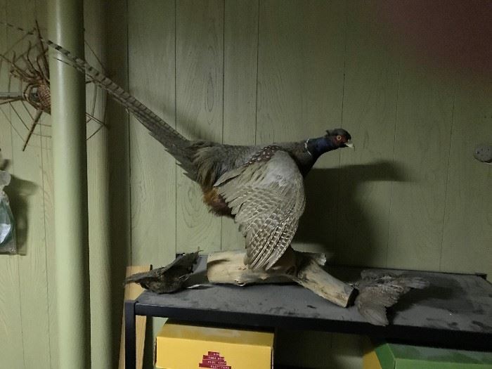 Taxidermy Pheasant and additional feathers