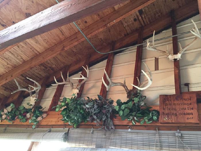 Antlers Mounted collection most 6 to 8 points