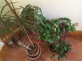 Healthy, happy, houseplants