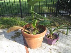 BIRD OF PARADISE PLANTS