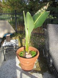 BIRD OF PARADISE PLANTS