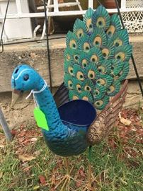 Yard bird, pair of peacocks!